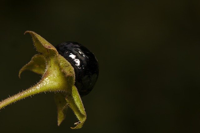 Free download atropa belladonna great cherry fruit free picture to be edited with GIMP free online image editor