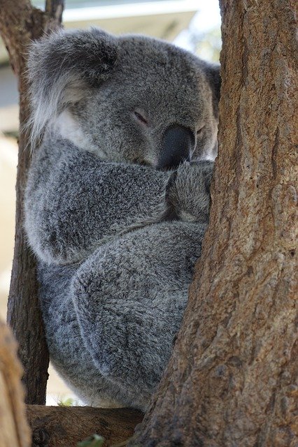 Free download Australia Koala Zoo -  free photo or picture to be edited with GIMP online image editor