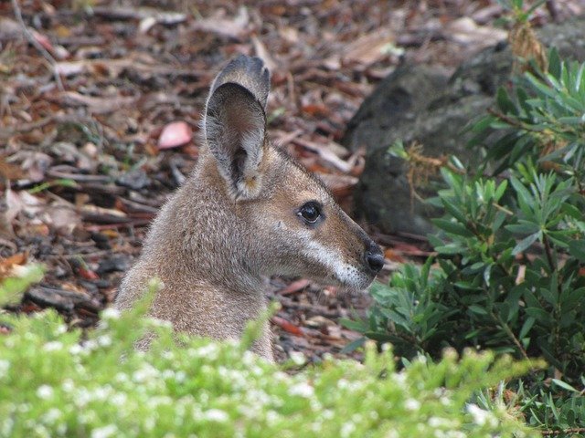 Free download Australia Marsupial Wallaby -  free photo or picture to be edited with GIMP online image editor