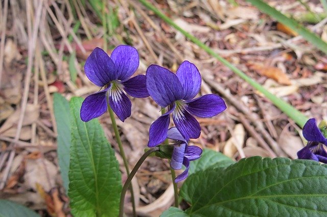 Free download Australia Native Violet -  free photo or picture to be edited with GIMP online image editor