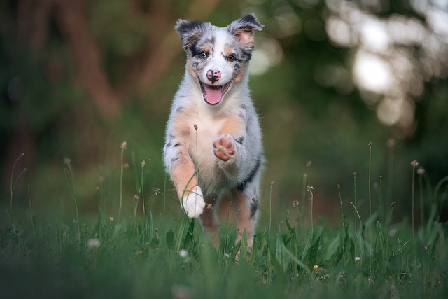 Free download australian shepherd australia friend free picture to be edited with GIMP free online image editor