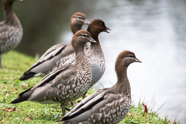 Free download australian wood ducks ducks birds free picture to be edited with GIMP free online image editor