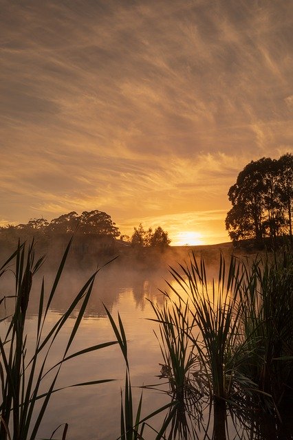 Free download Australia Tasmania Tall Timbers -  free photo or picture to be edited with GIMP online image editor