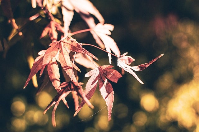 Free download Autumn Autumnal Leaves Maple -  free photo or picture to be edited with GIMP online image editor