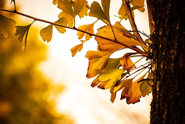 Free download autumn autumnal leaves yellow free picture to be edited with GIMP free online image editor