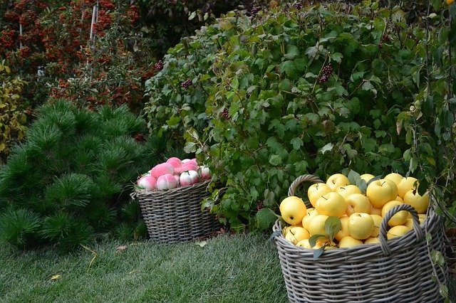 Free download Autumn Basket Apples -  free photo or picture to be edited with GIMP online image editor