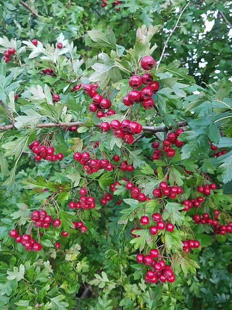 Free download Autumn Berry Bush -  free photo or picture to be edited with GIMP online image editor