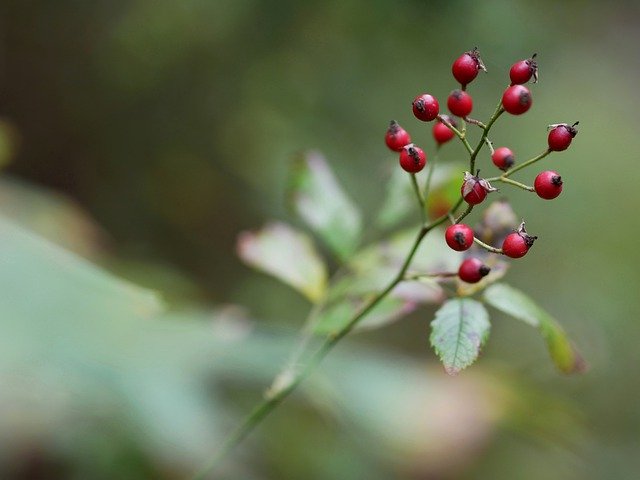 Free download Autumn Berry Nature -  free photo or picture to be edited with GIMP online image editor