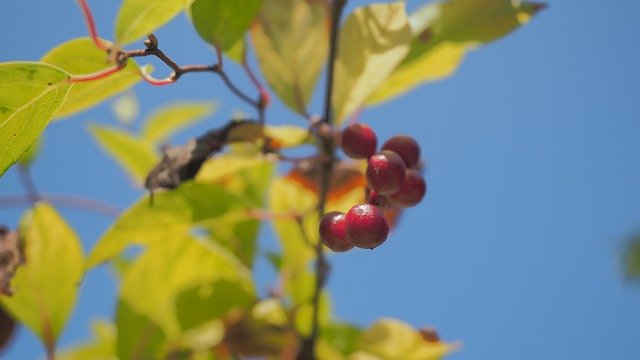 Free download Autumn Berry Sky -  free photo or picture to be edited with GIMP online image editor