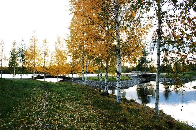 Free download Autumn Birch Trees Bridge -  free photo or picture to be edited with GIMP online image editor