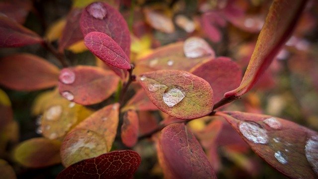 Free download Autumn Blueberry Plant -  free photo or picture to be edited with GIMP online image editor