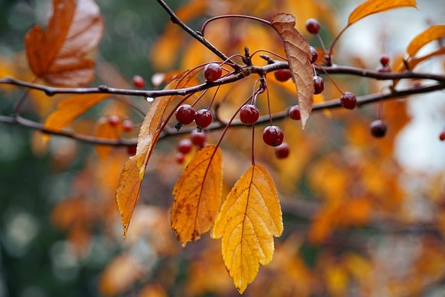 Free download autumn cherries wild cherries free picture to be edited with GIMP free online image editor