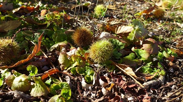 Free download Autumn Chestnut Nature -  free photo or picture to be edited with GIMP online image editor