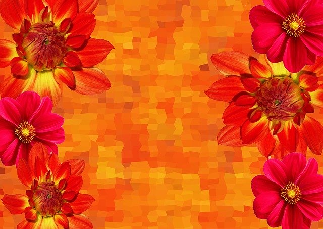 Free download Autumn Dahlias Colours -  free illustration to be edited with GIMP free online image editor