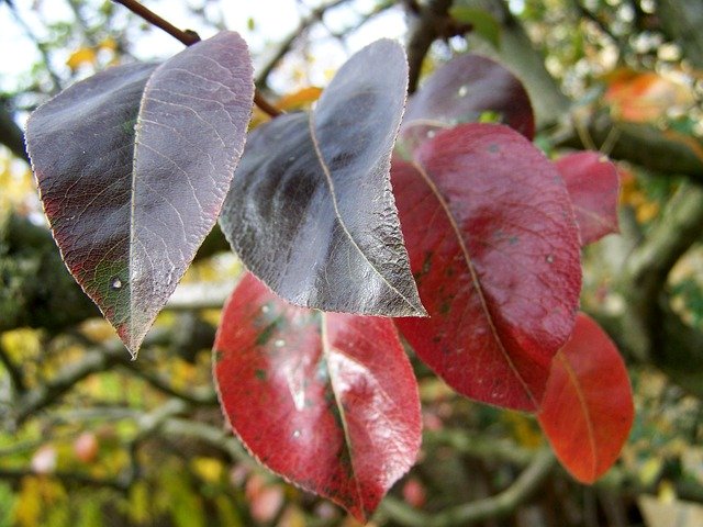 Free download Autumn Discoloration Leaves -  free photo or picture to be edited with GIMP online image editor