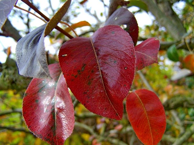 Free download Autumn Discoloration Nature -  free photo or picture to be edited with GIMP online image editor