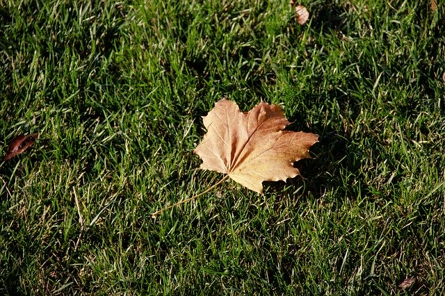 Free download Autumn Dry Leaves Green Grass -  free photo or picture to be edited with GIMP online image editor