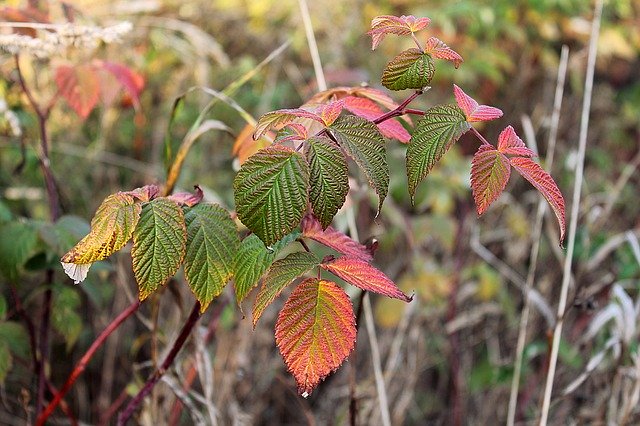 Free download Autumn Fall Colors Nature -  free photo or picture to be edited with GIMP online image editor