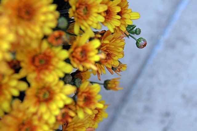 Free download Autumn Fall Flowers Chrysanthemum -  free photo or picture to be edited with GIMP online image editor