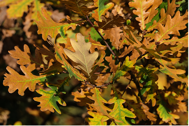 Free download autumn fall leaves oak foliage free picture to be edited with GIMP free online image editor