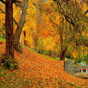 Autumn Fall Leaves Theme  screen for extension Chrome web store in OffiDocs Chromium