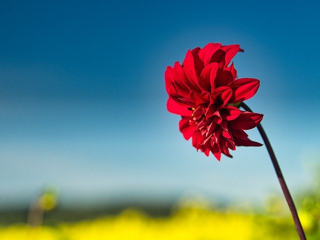 Free download Autumn Flower Field -  free photo or picture to be edited with GIMP online image editor