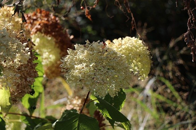 Free download Autumn Flowers Withered -  free photo or picture to be edited with GIMP online image editor