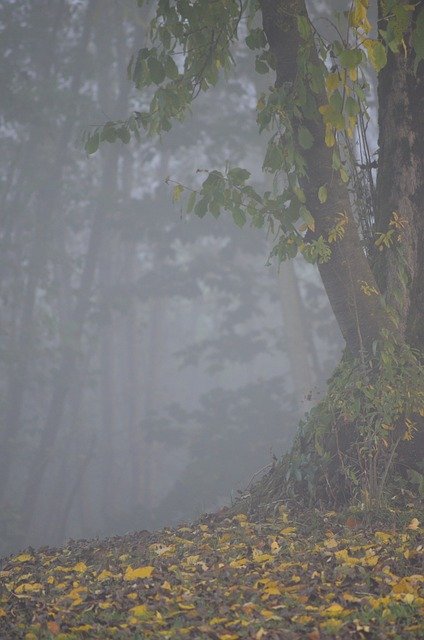 Free download Autumn Fog -  free photo or picture to be edited with GIMP online image editor