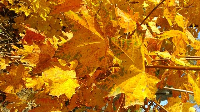 Free download Autumn Foliage -  free photo or picture to be edited with GIMP online image editor