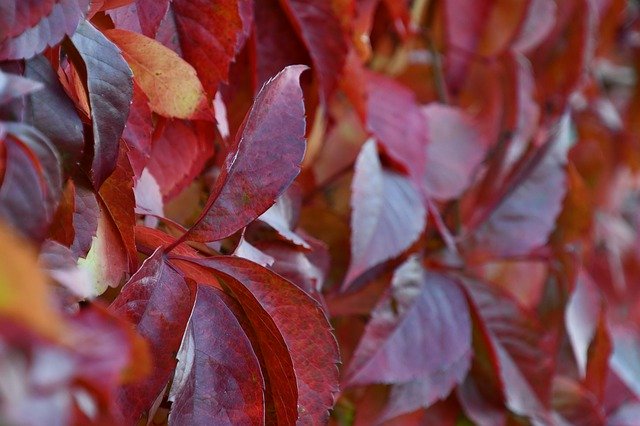 Free download Autumn Foliage Burgundy -  free photo or picture to be edited with GIMP online image editor