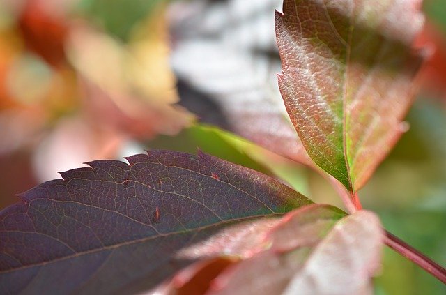 Free download Autumn Foliage Forest -  free photo or picture to be edited with GIMP online image editor