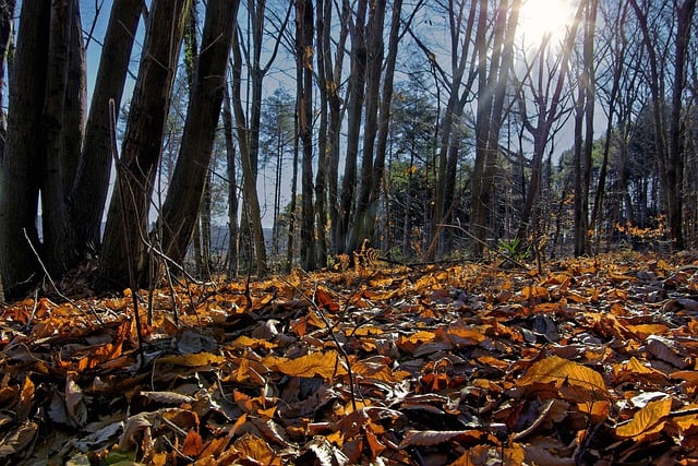 Free download autumn foliage forest trees free picture to be edited with GIMP free online image editor