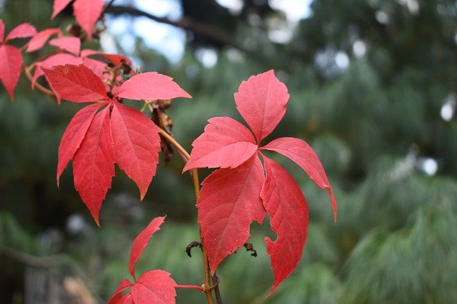 Free download Autumn Foliage Leaves -  free photo or picture to be edited with GIMP online image editor