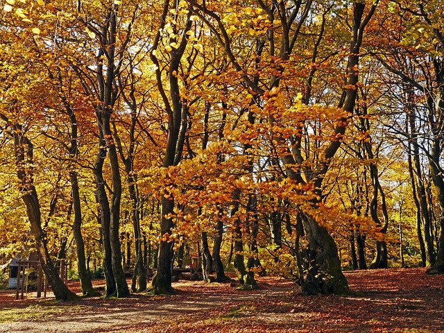 Free download Autumn Forest Beech Wood Emerge -  free photo or picture to be edited with GIMP online image editor