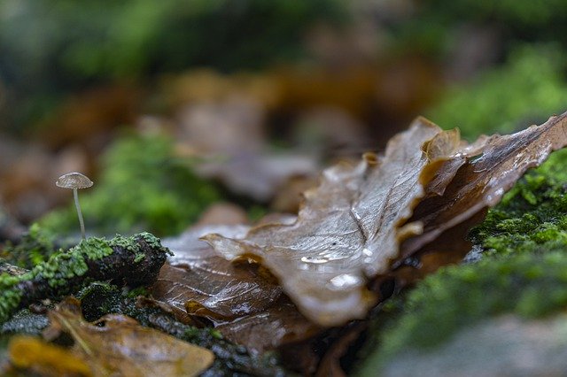 Free download Autumn Forest Mushroom -  free photo or picture to be edited with GIMP online image editor