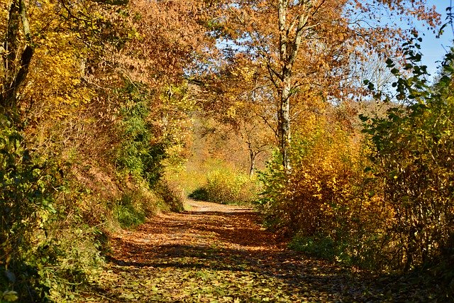 Free download Autumn Forest Path -  free photo or picture to be edited with GIMP online image editor