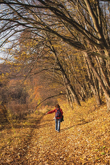 Free download autumn forest path landscape free picture to be edited with GIMP free online image editor