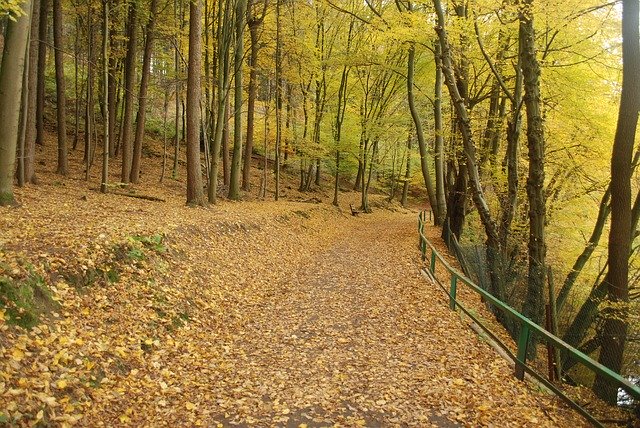 Free download Autumn Forest Trees -  free free photo or picture to be edited with GIMP online image editor