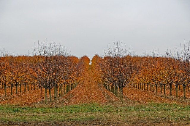 Free download Autumn Fruit Trees Nature -  free photo or picture to be edited with GIMP online image editor