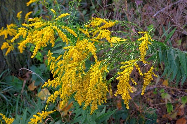 Free download Autumn Goldenrod Meadow -  free photo or picture to be edited with GIMP online image editor