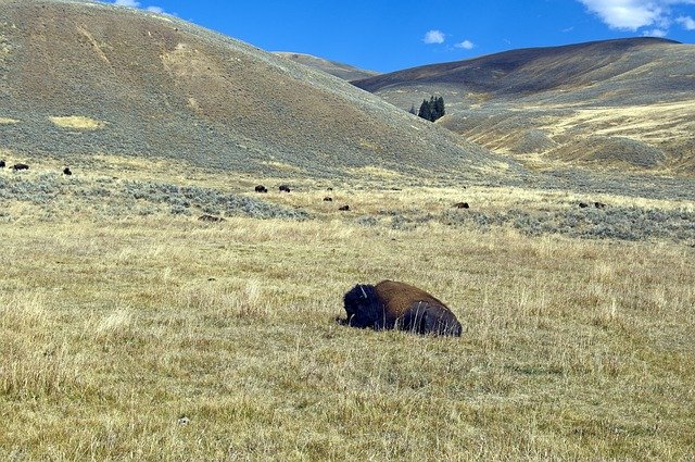 Free download Autumn In Lamar Valley Bison -  free photo or picture to be edited with GIMP online image editor