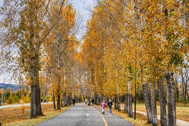 Free download autumn krasnoyarsk nature trees free picture to be edited with GIMP free online image editor