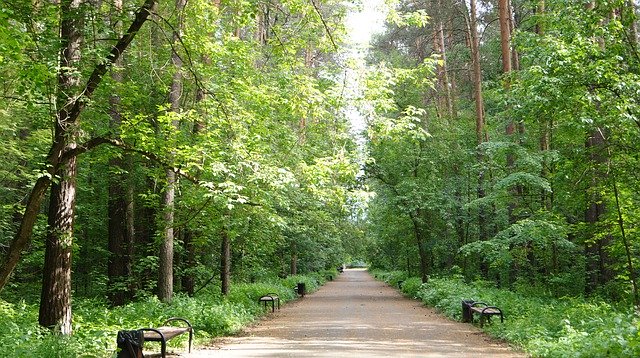 Free download Autumn Landscape Forests -  free photo or picture to be edited with GIMP online image editor