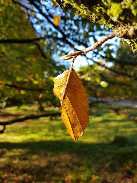 Free download Autumn Leaf Dead -  free photo or picture to be edited with GIMP online image editor