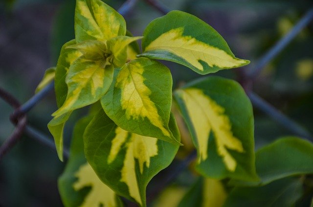 Free download Autumn Leaf Flowers -  free photo or picture to be edited with GIMP online image editor