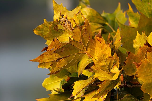 Free download autumn leaf foliage landscape free picture to be edited with GIMP free online image editor