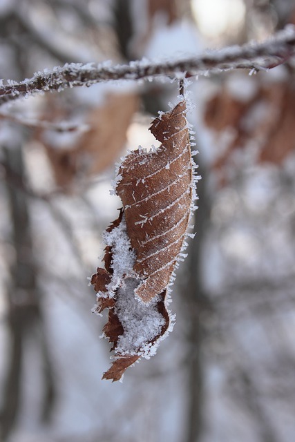 Free download autumn leaf frost icy ice crystals free picture to be edited with GIMP free online image editor