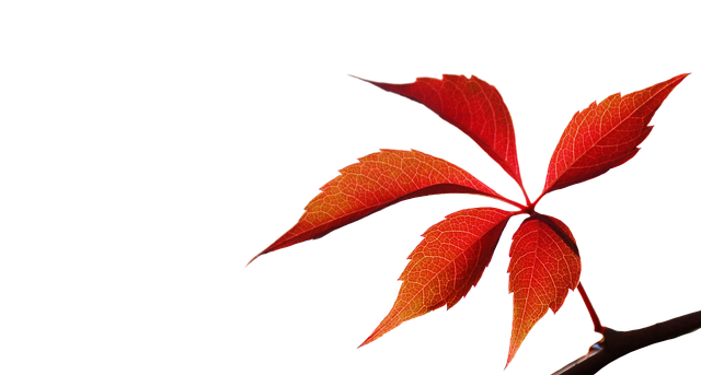 Free download Autumn Leaf Red Branch -  free illustration to be edited with GIMP free online image editor