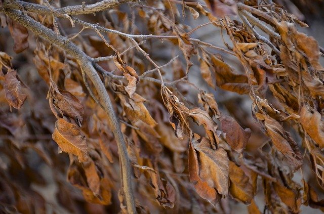 Free download Autumn Leaf Texture -  free photo or picture to be edited with GIMP online image editor