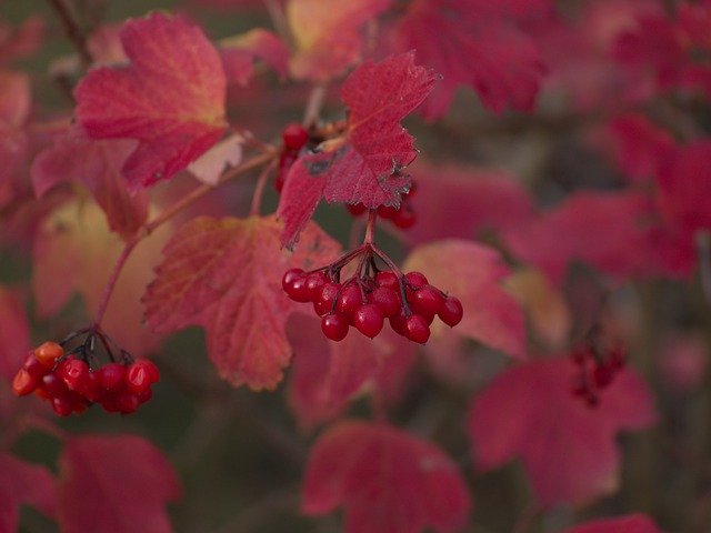 Free download Autumn Leaves Berry -  free free photo or picture to be edited with GIMP online image editor